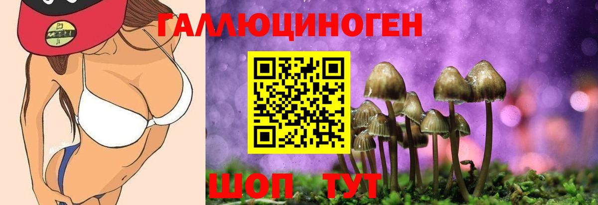 Кизилюрт  Галлюциногенные грибы Psilocybine cubensis  Вход с VPN  Галлюциногенные грибы Psilocybine cubensis 